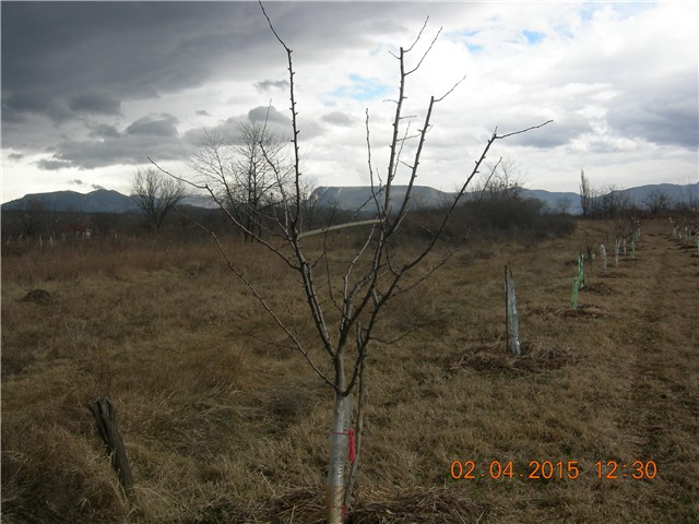 arčilend